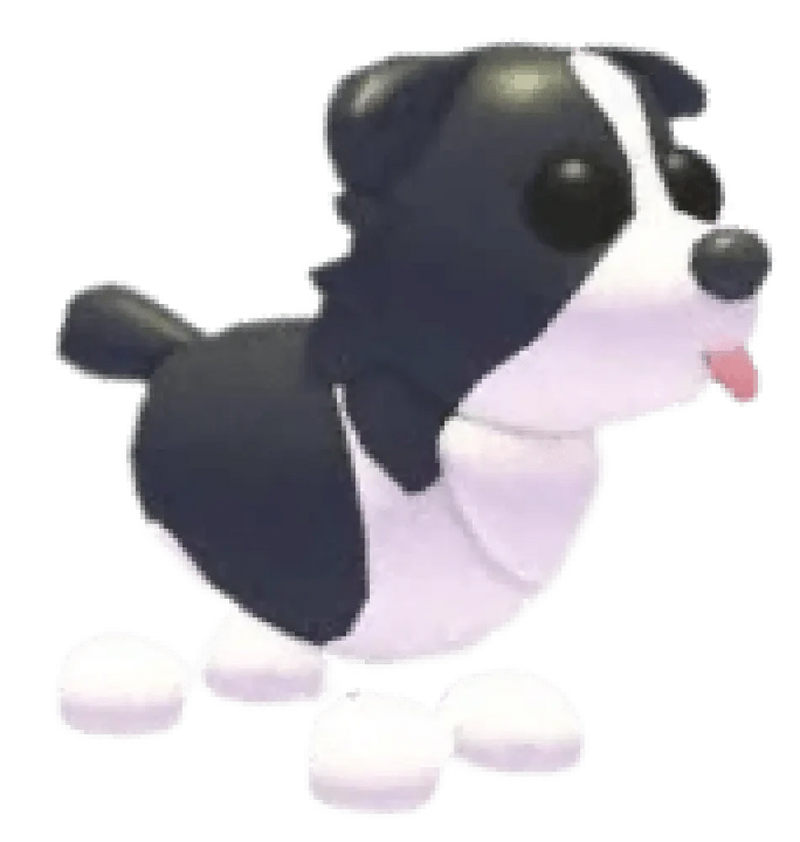 MFR Border Collie