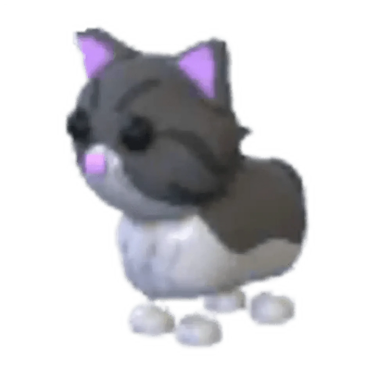 Persian Cat
